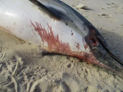 Carcasse de dauphin échoué sur la plage